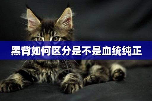 黑背如何區分是不是血統純正