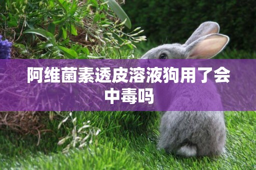 阿維菌素透皮溶液狗用了會中毒嗎