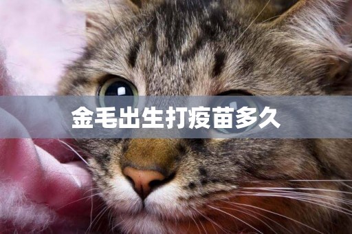 金毛出生打疫苗多久