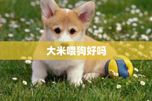 大米喂狗好嗎