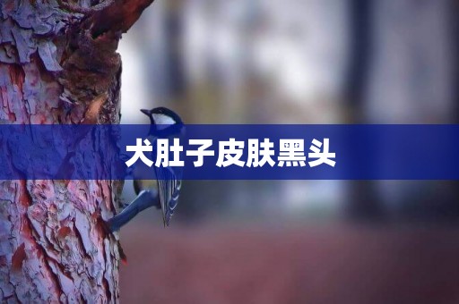犬肚子皮膚黑頭