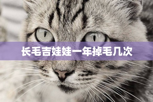 長毛吉娃娃一年掉毛幾次