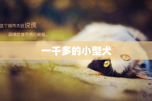 一千多的小型犬