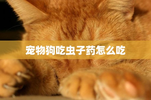 寵物狗吃蟲子藥怎么吃