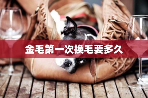 金毛第一次換毛要多久