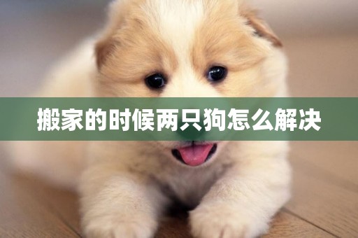 搬家的時候兩只狗怎么解決