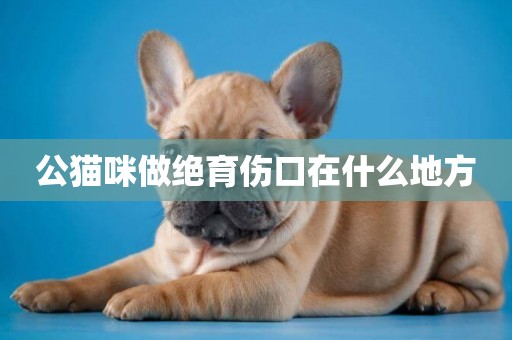 公貓咪做絕育傷口在什么地方