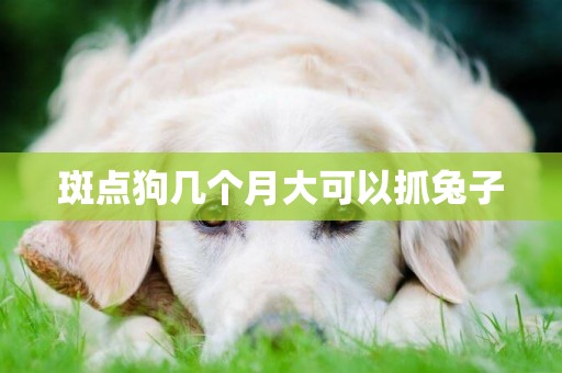 斑點狗幾個月大可以抓兔子