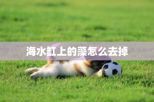 海水缸上的藻怎么去掉