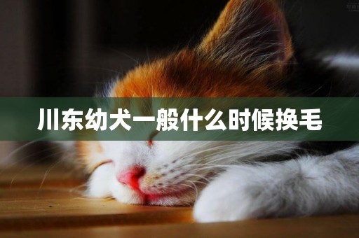 川東幼犬一般什么時候換毛
