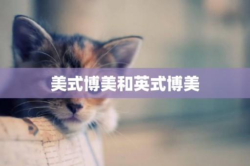 美式博美和英式博美