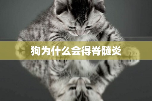 狗為什么會得脊髓炎