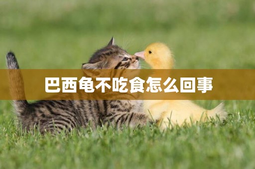 巴西龜不吃食怎么回事