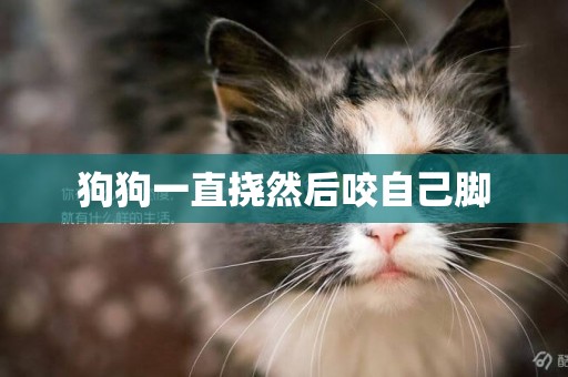 狗狗一直撓然后咬自己腳
