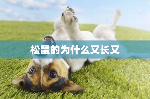 松鼠的為什么又長又