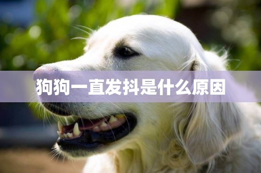 狗狗一直發抖是什么原因