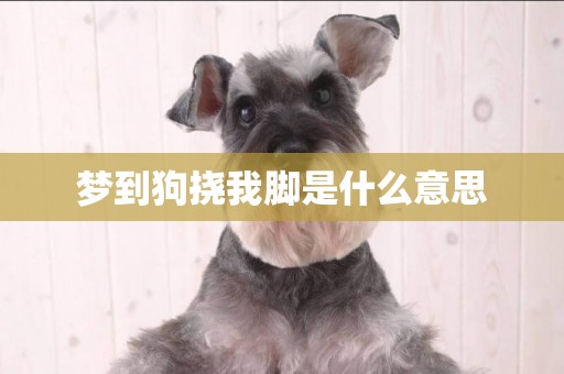 夢到狗撓我腳是什么意思