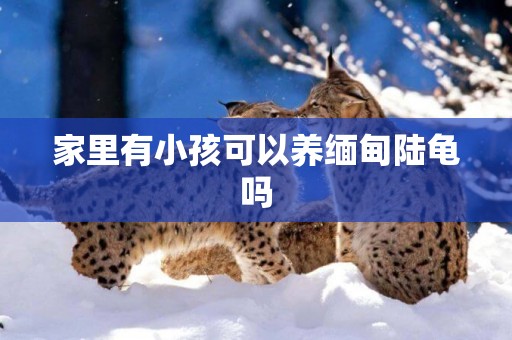 家里有小孩可以養緬甸陸龜嗎