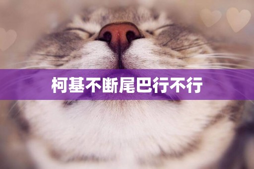 柯基不斷尾巴行不行