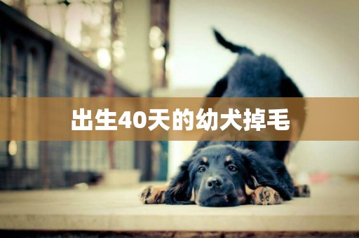 出生40天的幼犬掉毛