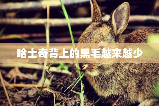 哈士奇背上的黑毛越來越少