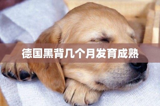 德國黑背幾個月發育成熟