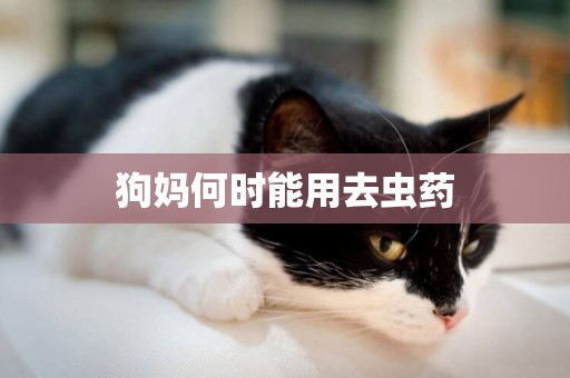 狗媽何時能用去蟲藥