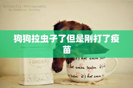 狗狗拉蟲子了但是剛打了疫苗