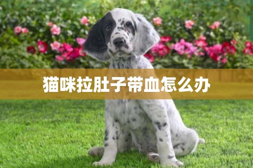 貓咪拉肚子帶血怎么辦