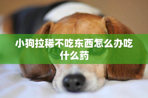 小狗拉稀不吃東西怎么辦吃什么藥