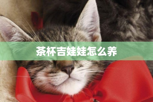 茶杯吉娃娃怎么養