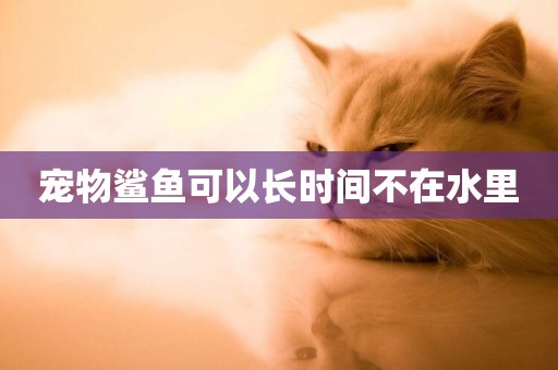 寵物鯊魚可以長時間不在水里