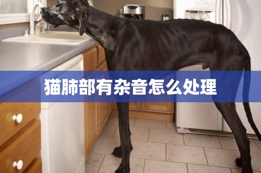 貓肺部有雜音怎么處理