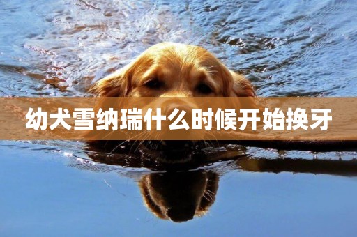 幼犬雪納瑞什么時候開始換牙