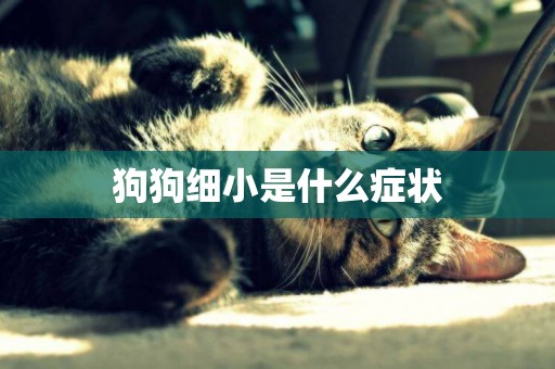 狗狗細小是什么癥狀