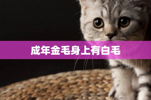 成年金毛身上有白毛