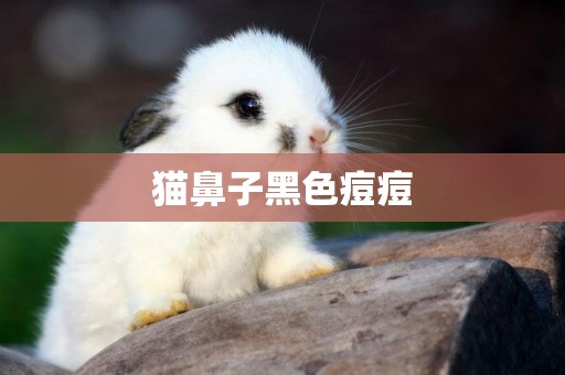 貓鼻子黑色痘痘