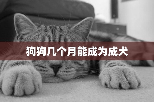 狗狗幾個月能成為成犬