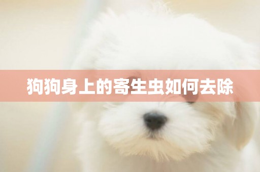 狗狗身上的寄生蟲如何去除