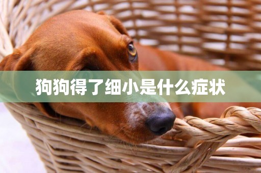 狗狗得了細小是什么癥狀
