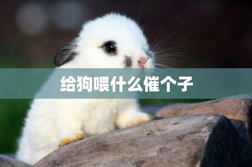 給狗喂什么催個子