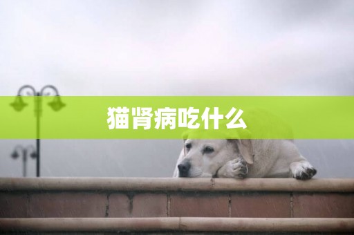 貓腎病吃什么