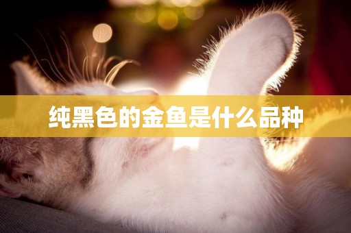 純黑色的金魚是什么品種