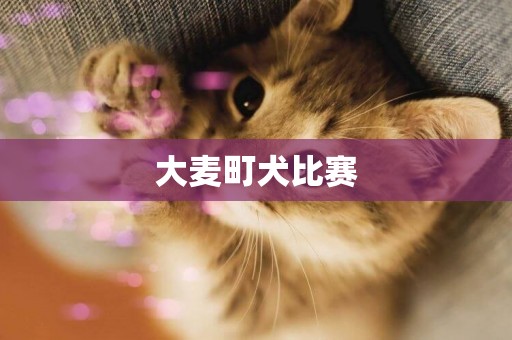 大麥町犬比賽