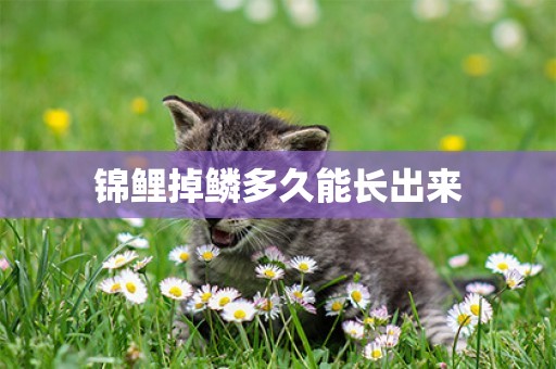 錦鯉掉鱗多久能長出來