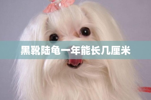 黑靴陸龜一年能長幾厘米