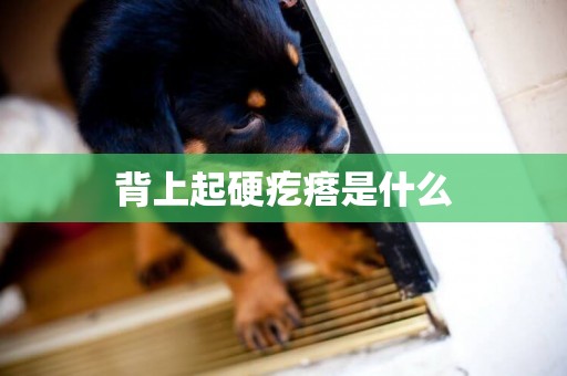 背上起硬疙瘩是什么