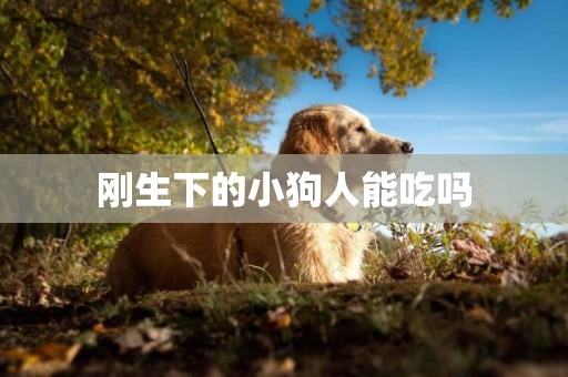 剛生下的小狗人能吃嗎