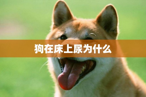 狗在床上尿為什么
