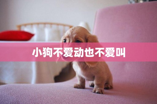 小狗不愛動也不愛叫
